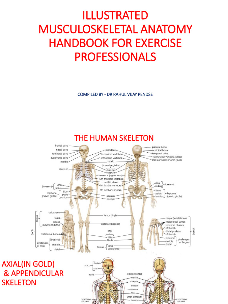 Musculoskeletal Anatomy Handbook | PDF | Thumb | Finger