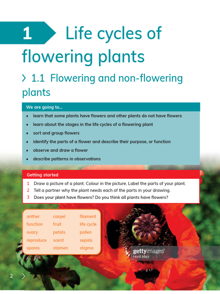 Flowering vs Non-Flowering Plants Guide | PDF | Flowers | Pollination