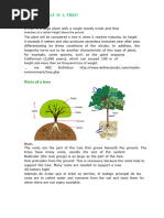 Tree Trunk Cross Section Explained | PDF