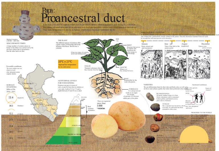 Infographic Potato: Ancestral Product - Paloma Zuazo | PDF | Potato | Peru