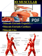 Músculos: Estrutura e Função