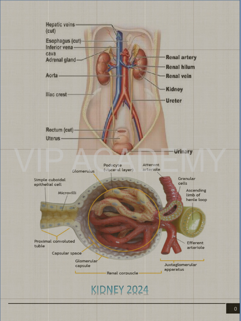 Kidney Functions and Regulation Overview | PDF | Kidney