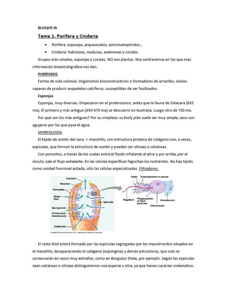 Porifera y Cnidaria | PDF | Esponja
