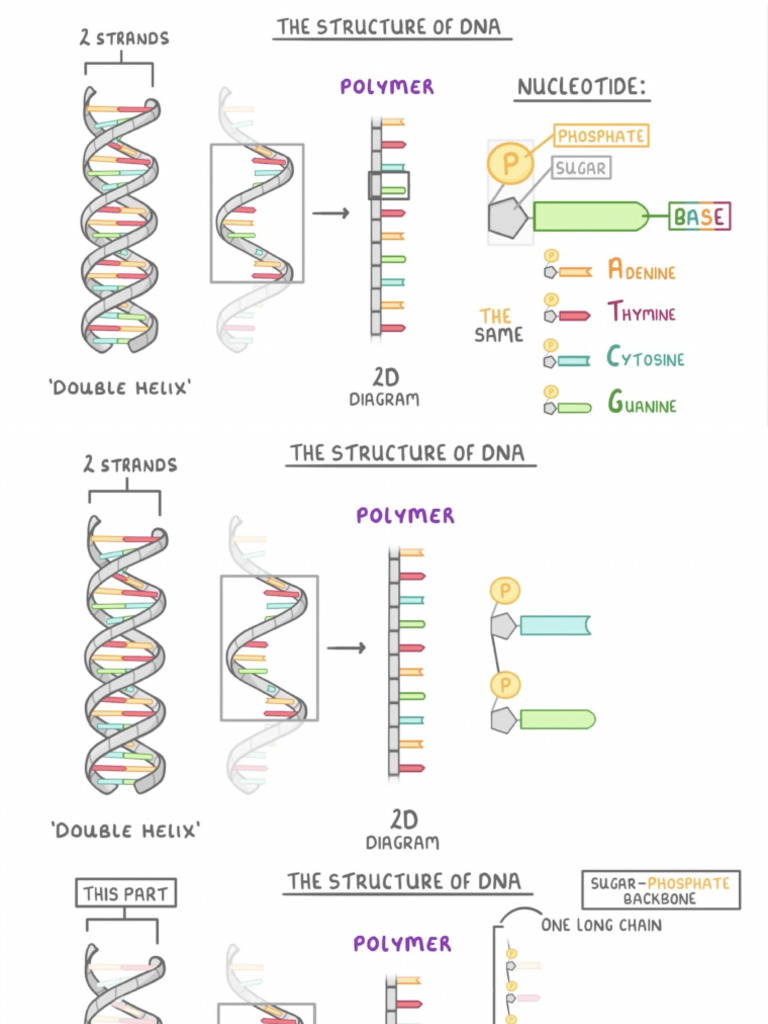 Types of Bent DNA Structures Explained | PDF
