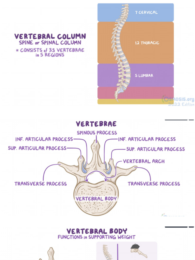Anatomy Back | PDF