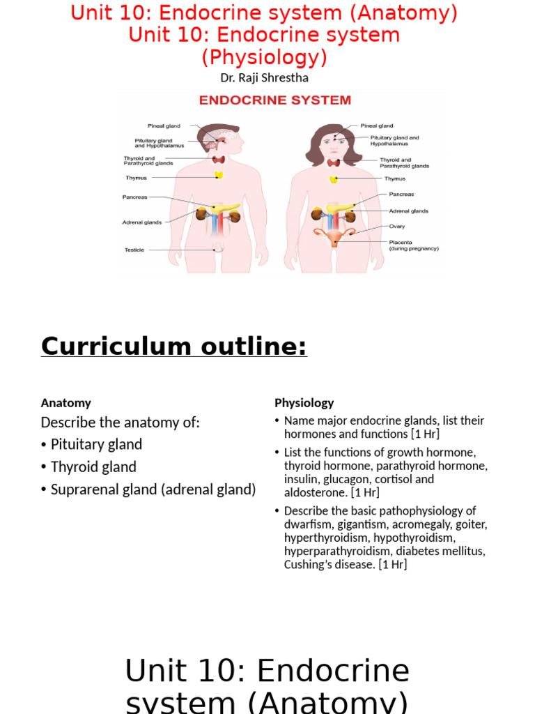 Unit 10 Endocrine System Anatomy and Physio | PDF | Thyroid | Endocrine ...