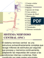 Sistema Nervioso 2