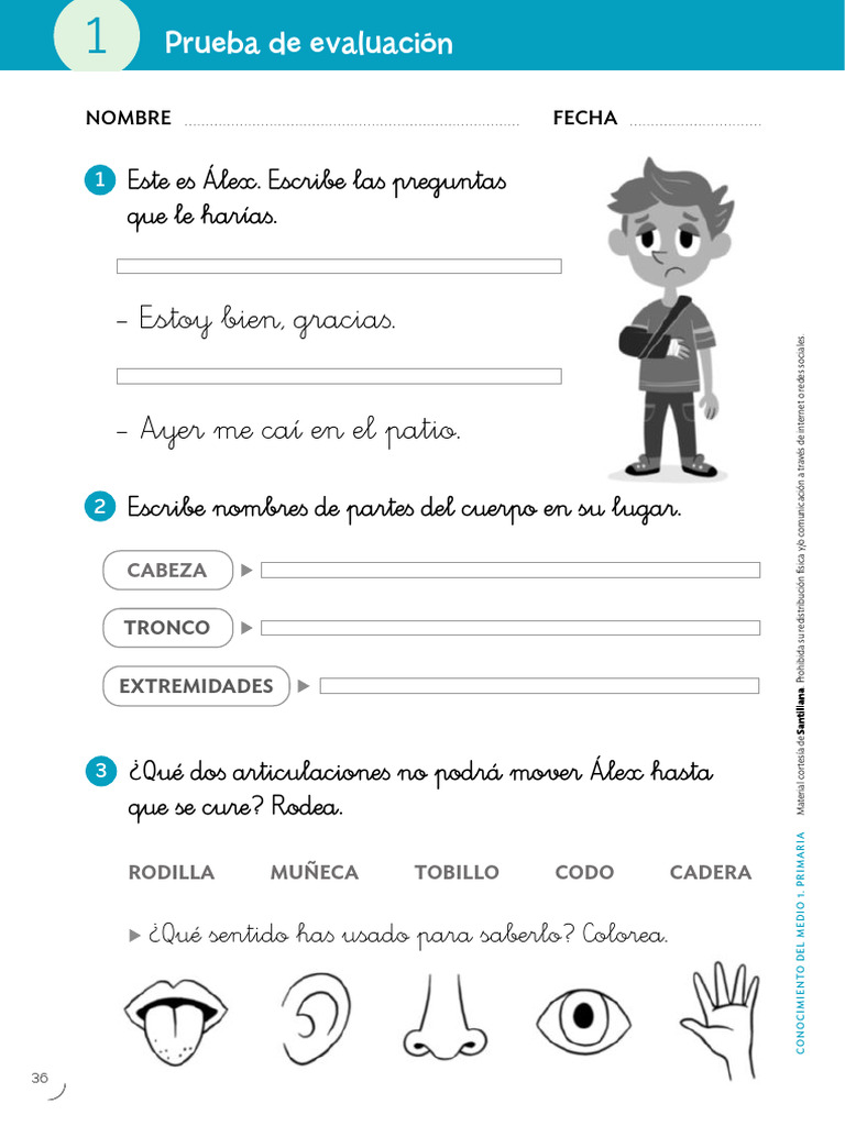 Evaluación de Conocimiento del Medio 1º Primaria | PDF