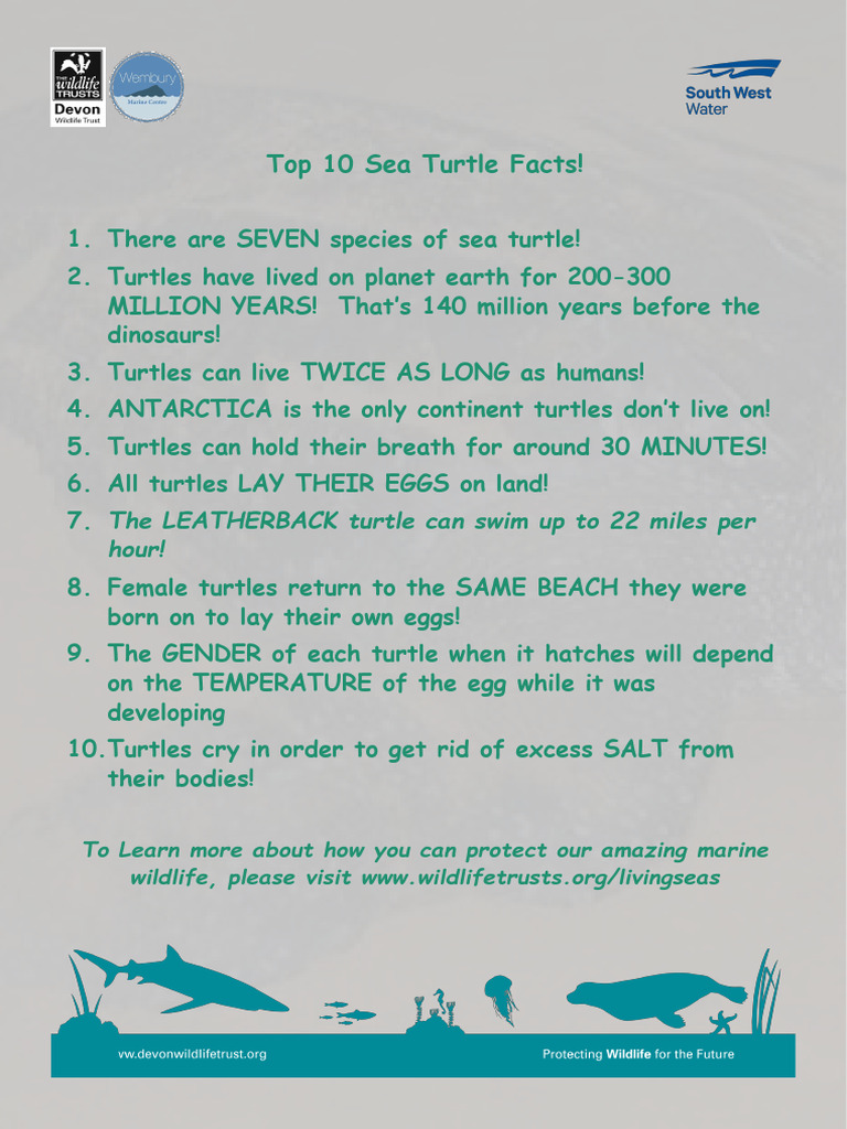 Top 10 Turtle Facts | PDF