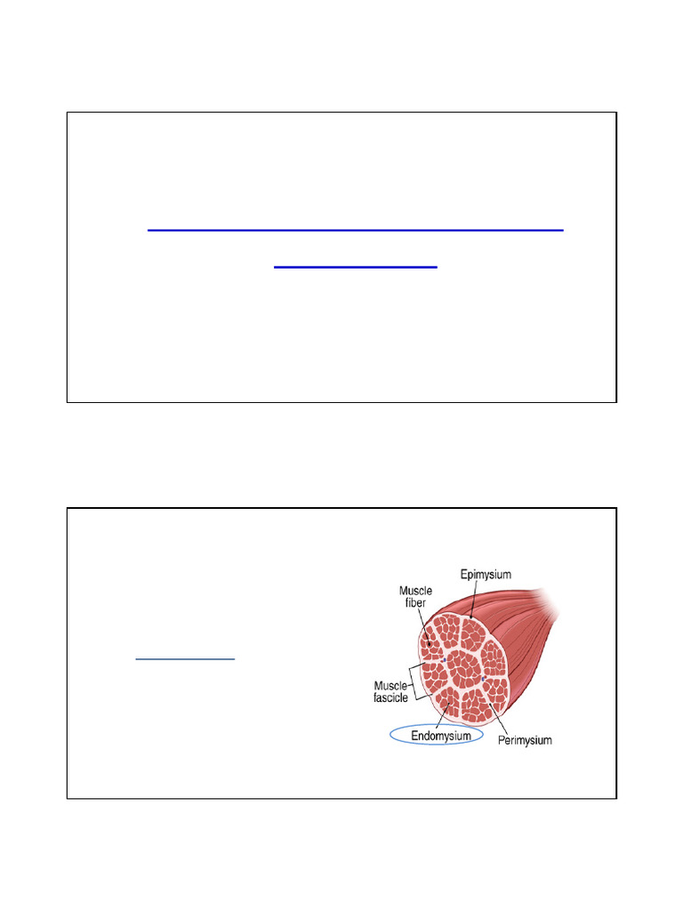 Functional Anatomy and Organisation of Skeletal Muscle | PDF | Muscle ...