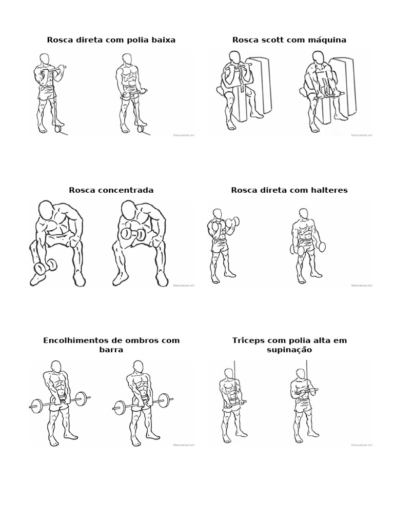 Treino de Braços: 8 Exercícios Eficazes | PDF