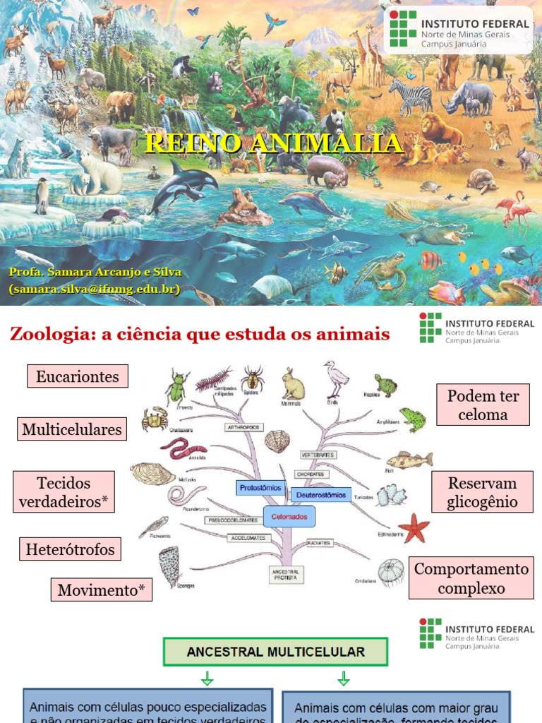 Introdução ao Reino Animalia e Filos | PDF | Esponja | Biologia