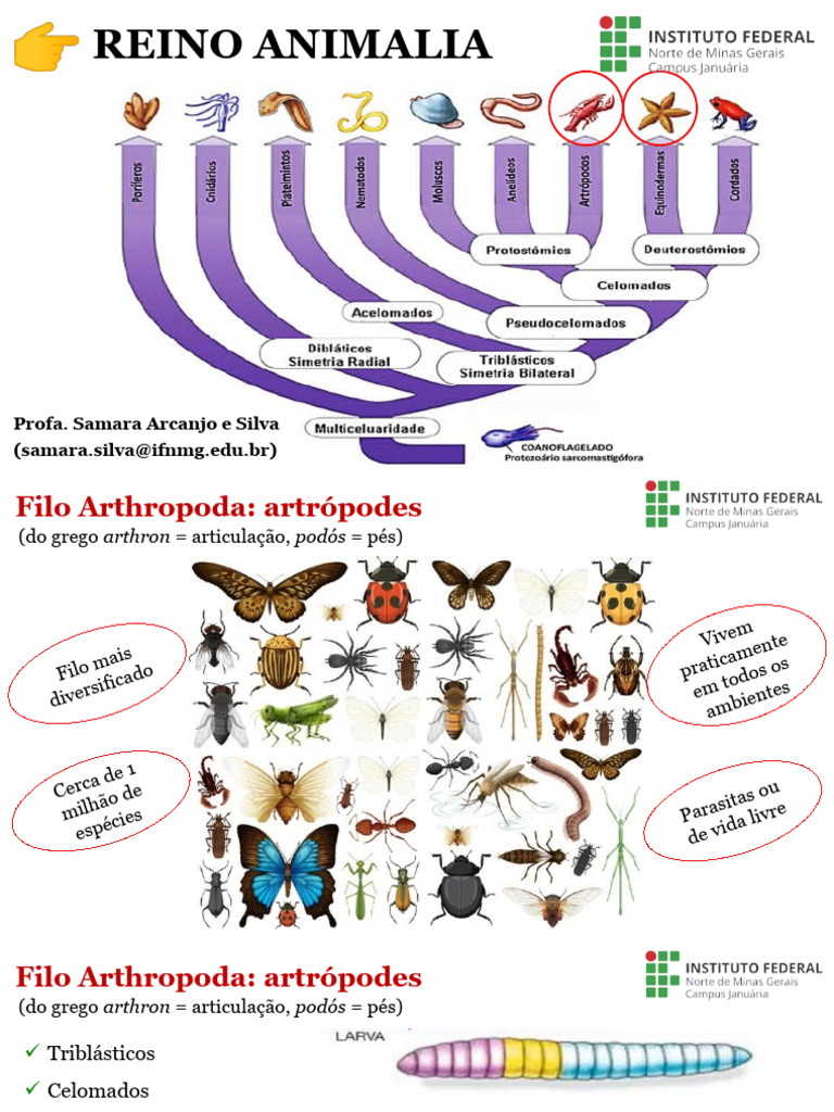 Artrópodes e Equinodermos: Características e Classificação | PDF ...