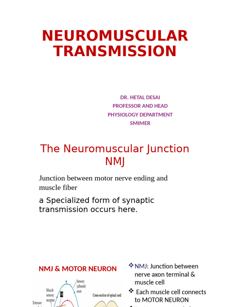 Neuromuscular Junction NMJ | PDF | Neuromuscular Junction | Motor Neuron