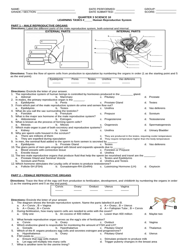 Human Reproductive System Quiz | PDF | Menstrual Cycle | Reproductive ...