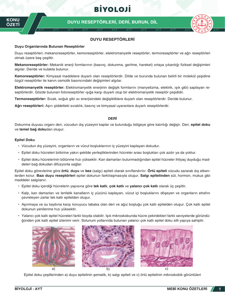 Konu Özeti Duyu Reseptörleri, Deri, Burun, Dil | PDF