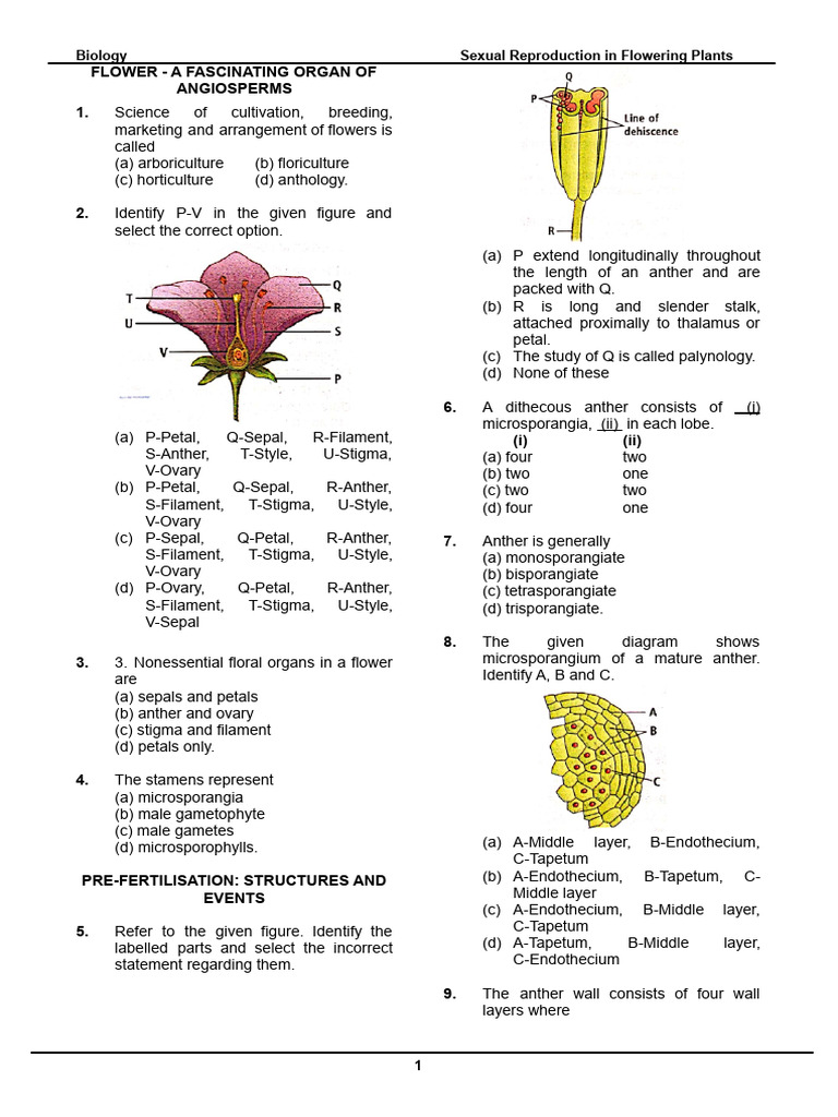 Sexual Reproduction in Flowering Plants | PDF | Seed | Pollen