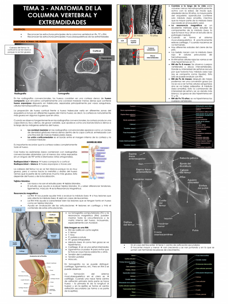 TEMA 3 - Anatomía de La Columna Vertebral y Extremidades Apuntes | PDF
