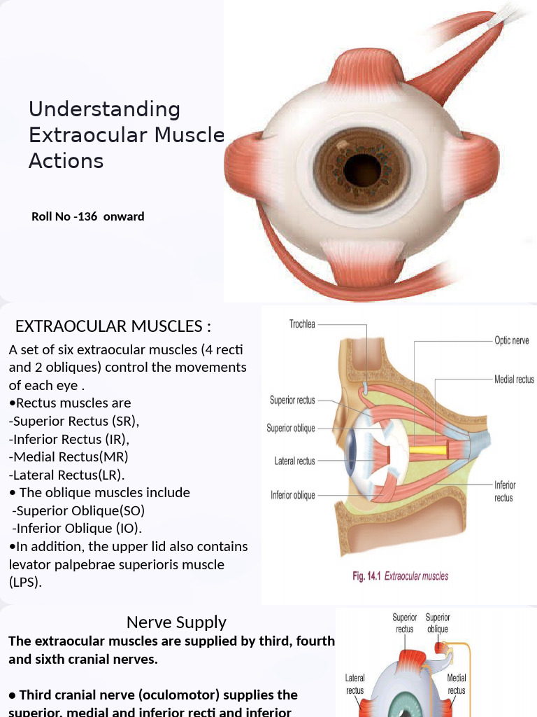 The Ballet of The Eye Understanding Extraocular Muscle Actions 1 | PDF ...