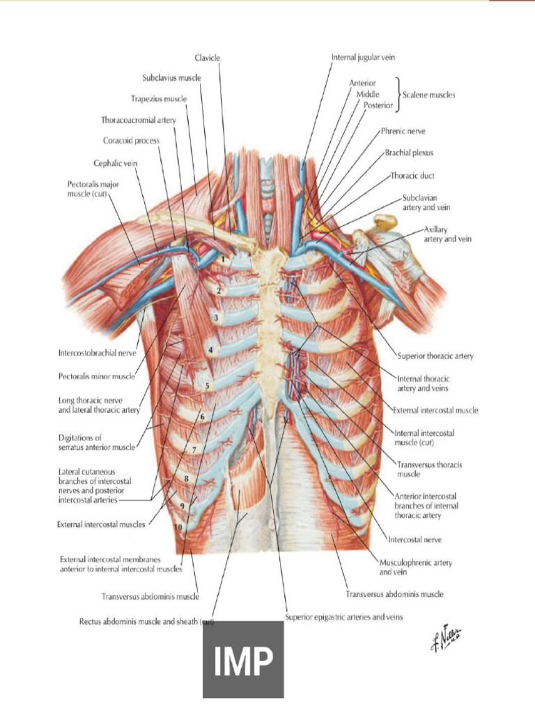 Thorax Netter | PDF