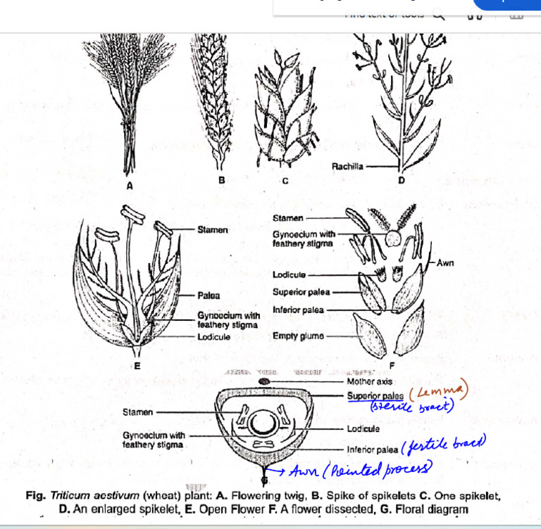 M Poaceae | PDF