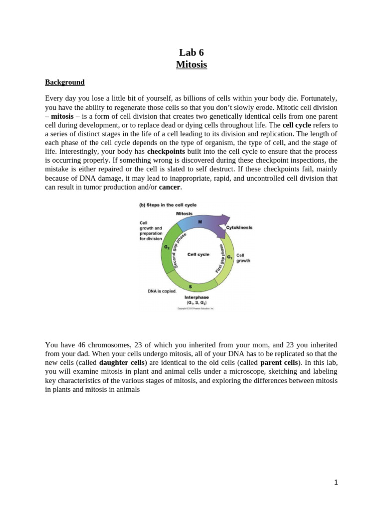 Lab 6 Manual | PDF | Mitosis | Chromosome