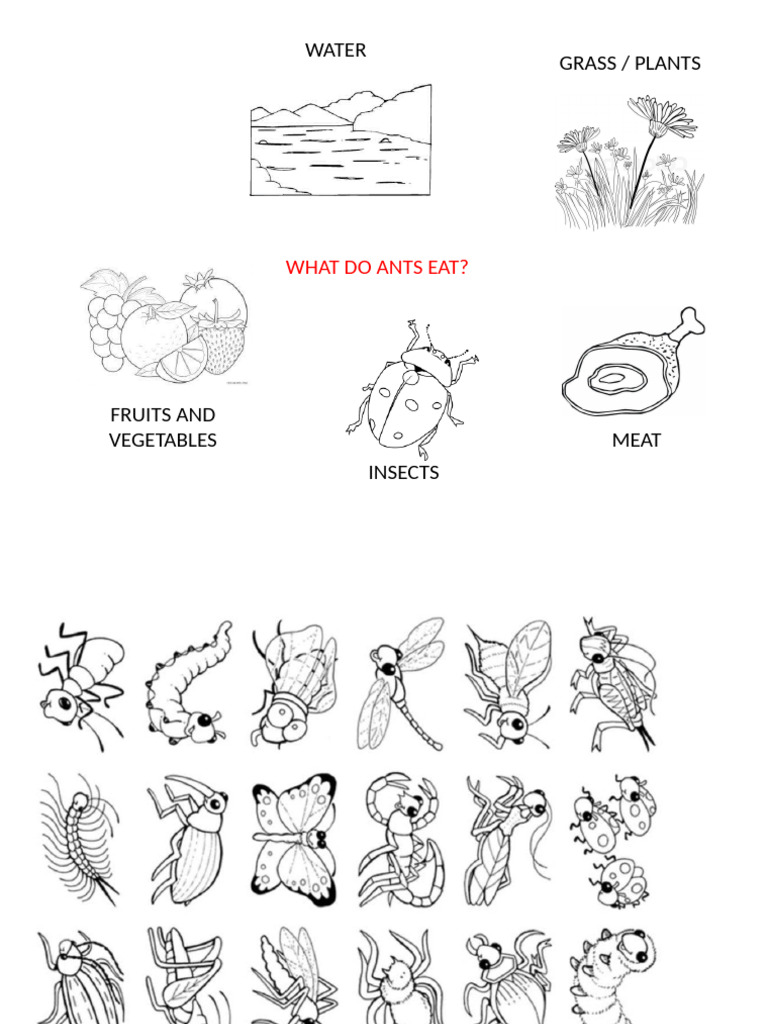 ANTS EAT | PDF