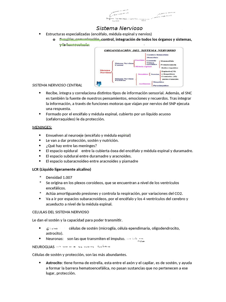 Estructura y Función del Sistema Nervioso | PDF | Médula espinal | Axon