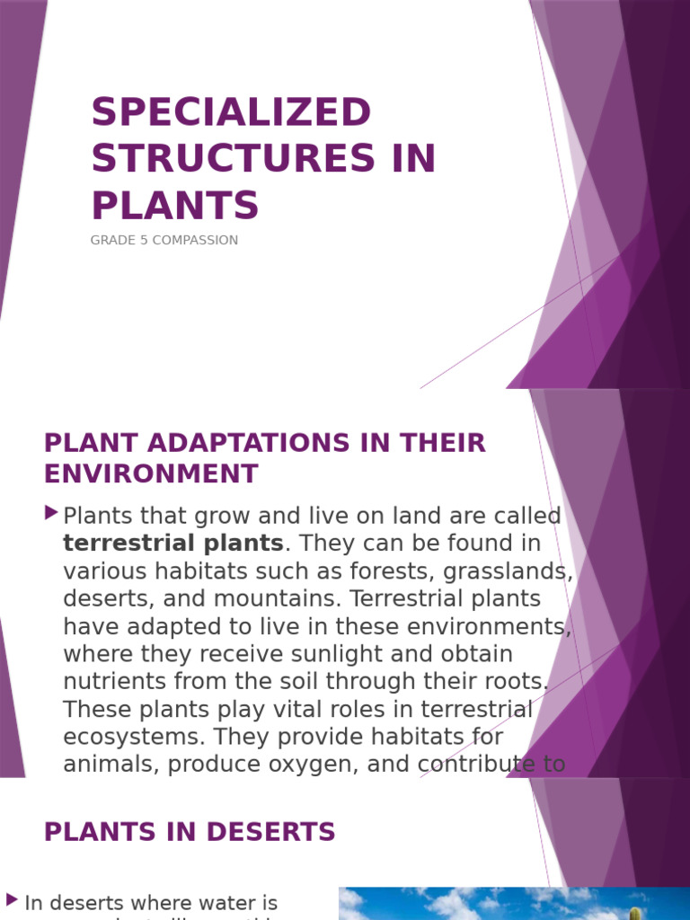 Plant Adaptations in Various Environments | PDF | Plants | Trees
