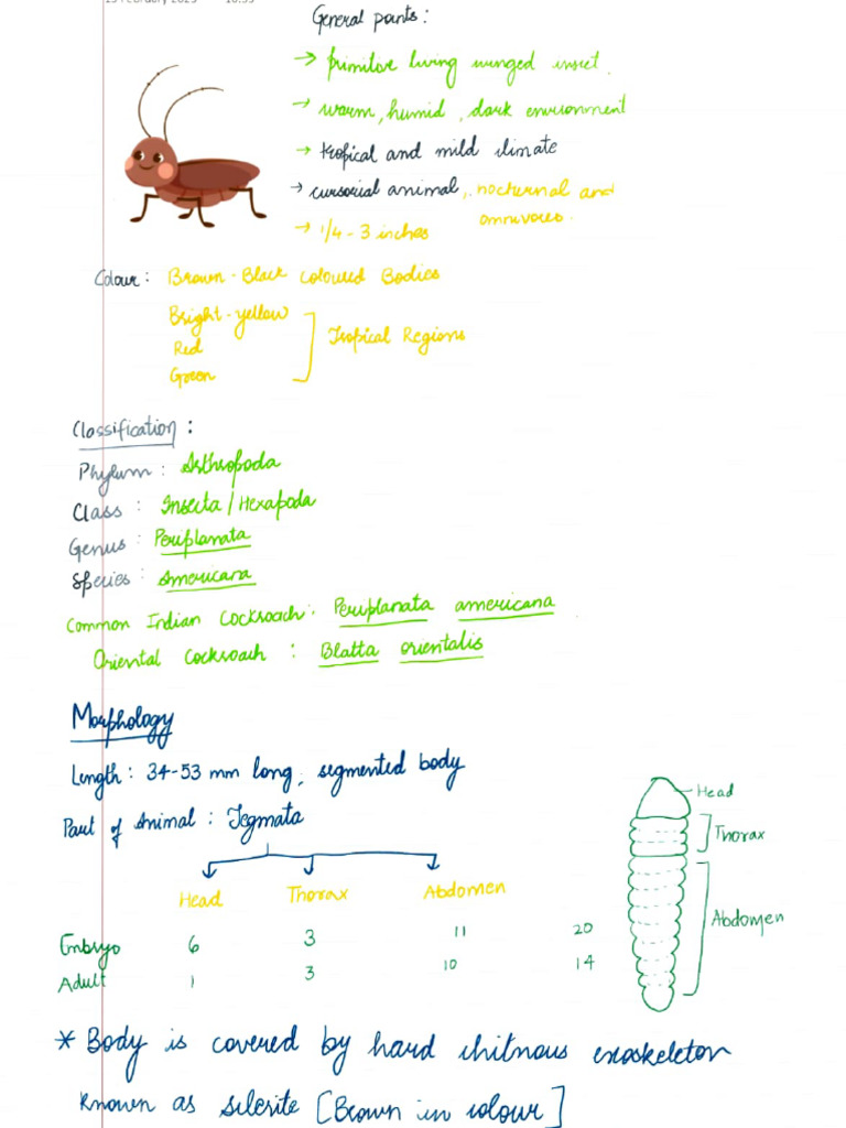 Cockroach | PDF
