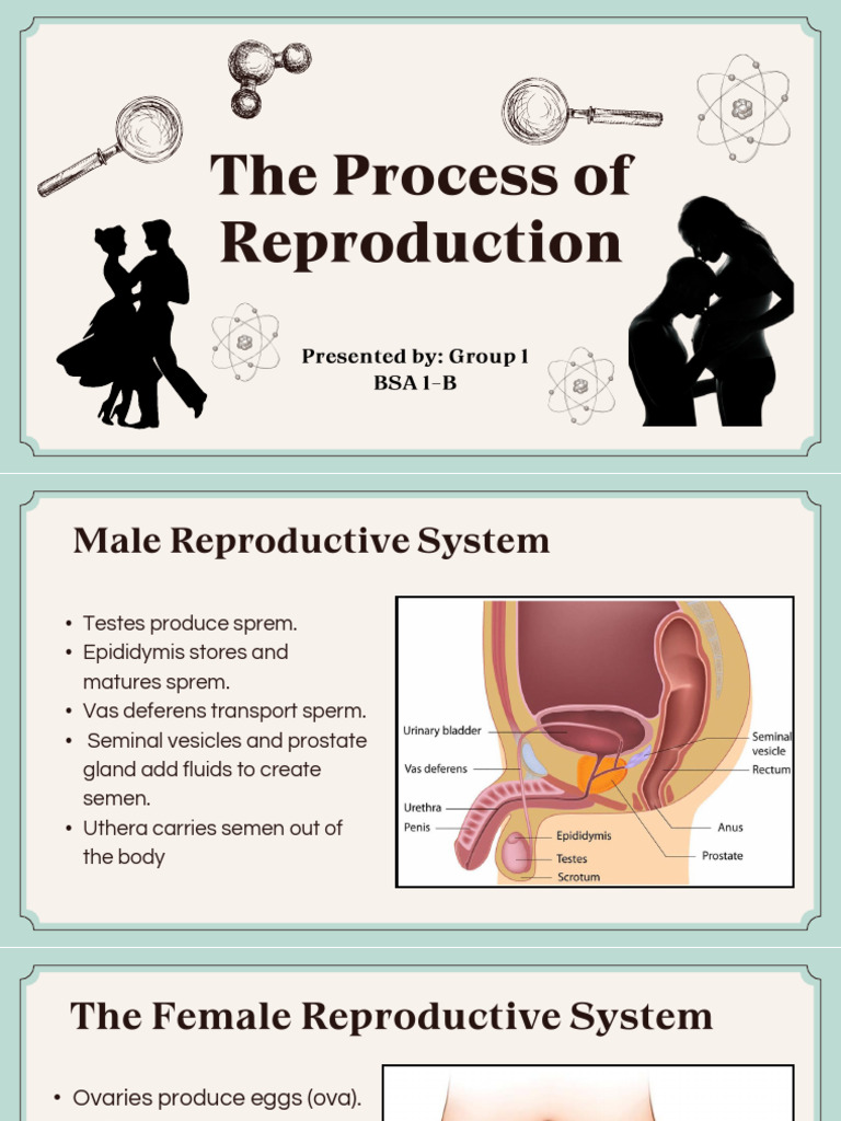The Process of Reproduction Group 1 | PDF