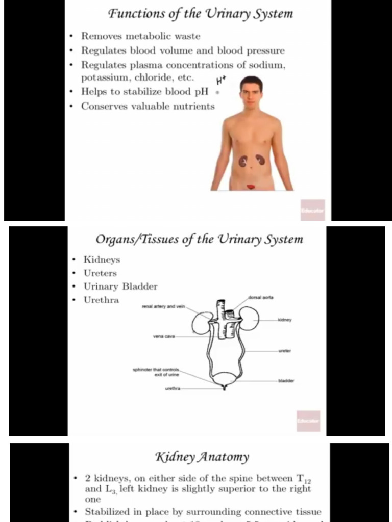 Urinary System | PDF