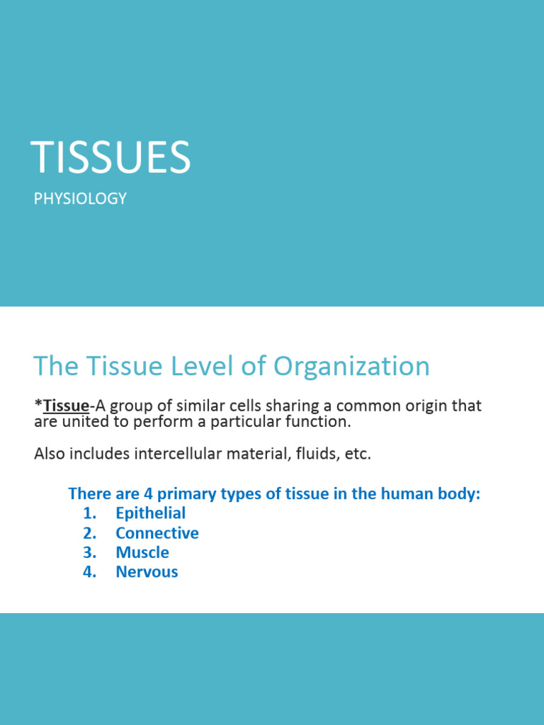 Overview of Human Tissue Types | PDF | Epithelium | Connective Tissue
