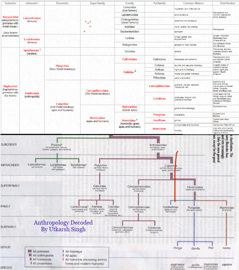 Primate Classification | PDF