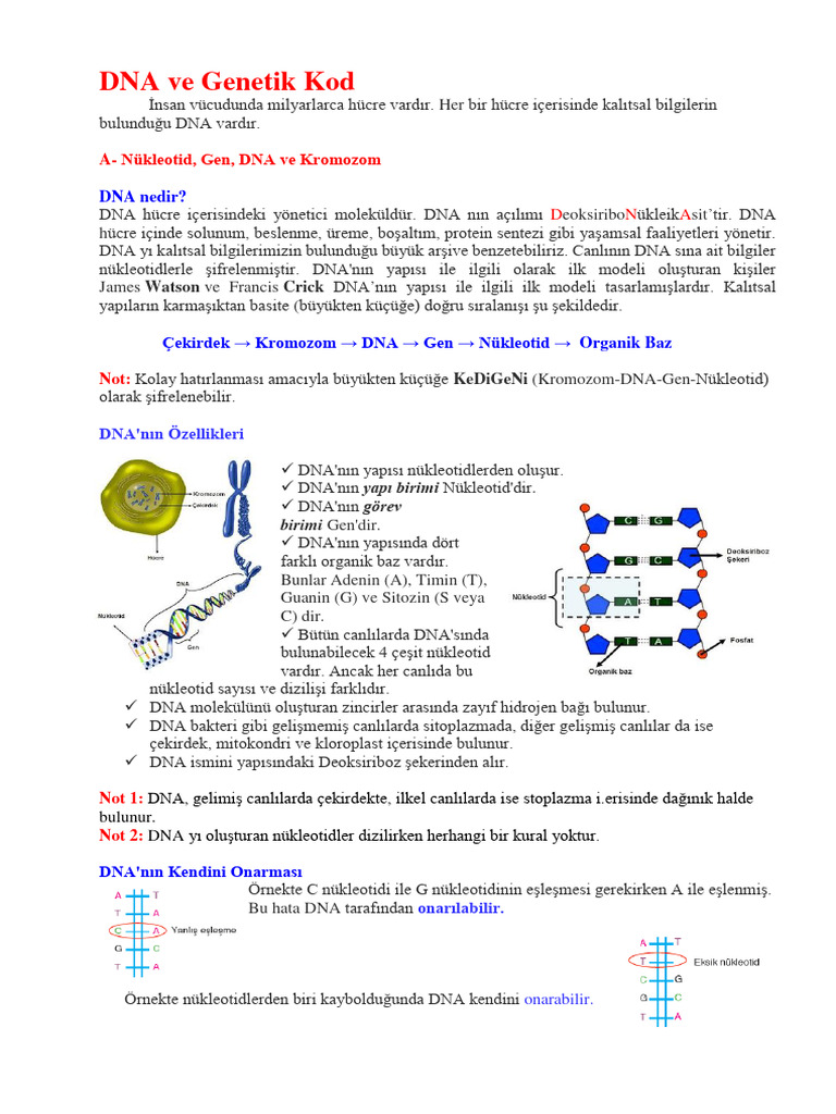30105638_2._Unite_DNA_VE_GENETYK_KOD | PDF