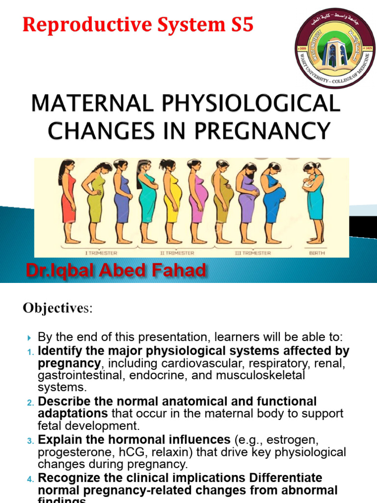Physiological Changes During Pregnancy | PDF | Uterus | Blood Pressure
