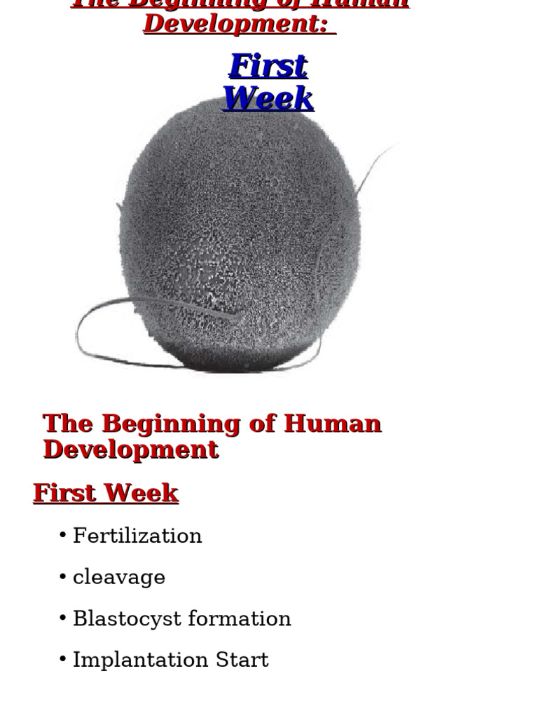 First Week of Development | PDF | Fertilisation | Reproduction