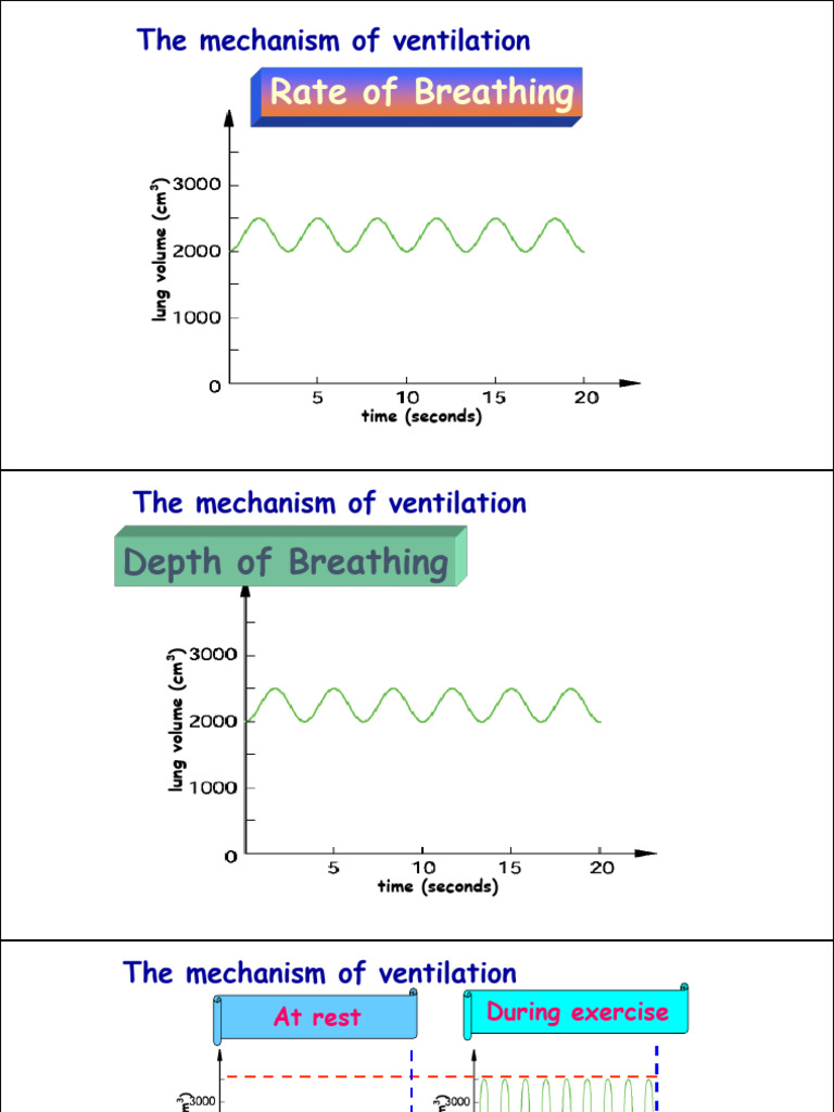 Rate&Depth of Breathing Notes Students | PDF