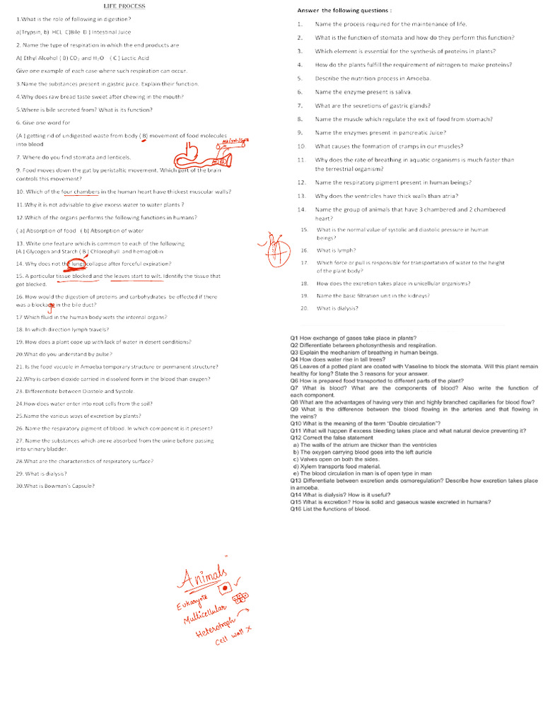Life Processes Worksheet | PDF