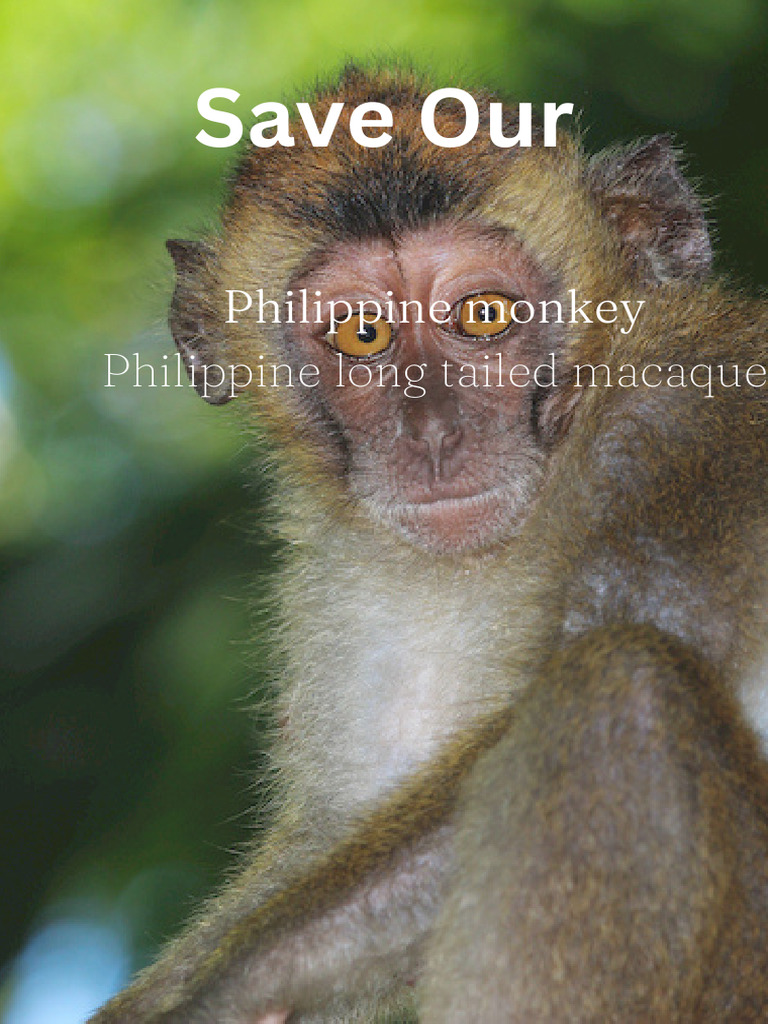 Philippine Monkey or Philippine Long Tailed Macaque | PDF