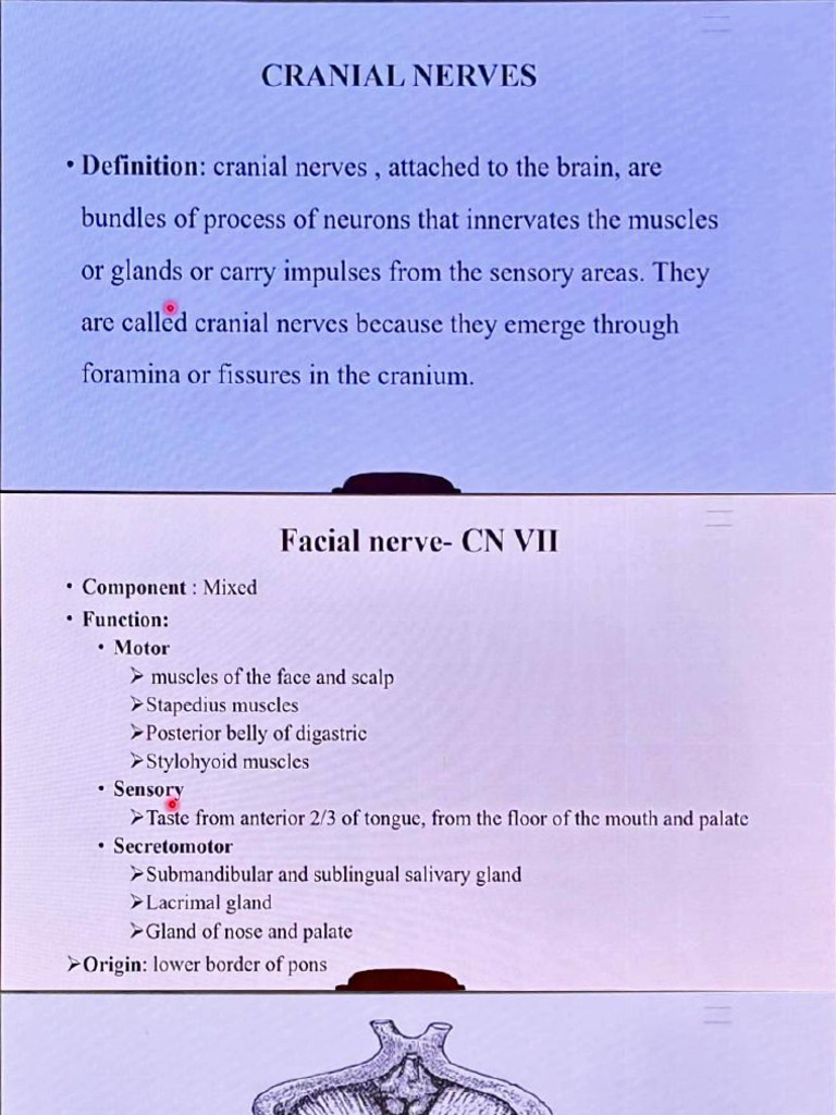 Cranial Nerves Part 2 | PDF