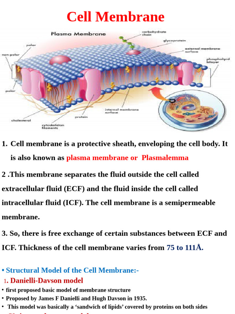 Understanding Cell Membrane Structure | PDF | Endoplasmic Reticulum ...