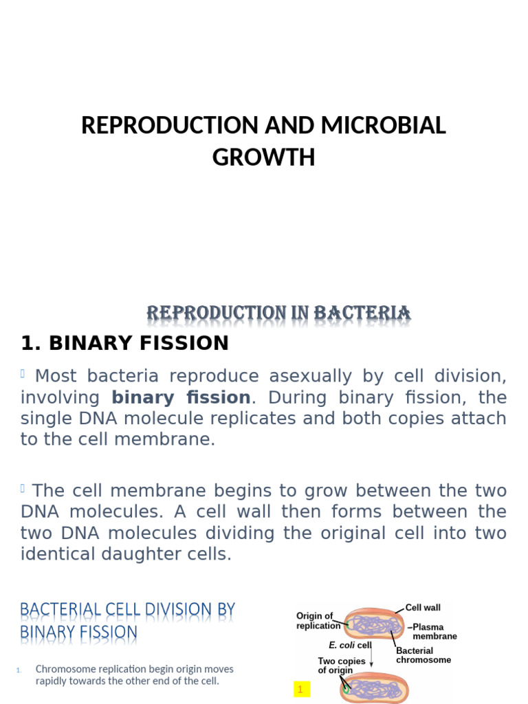 Microbial Reproduction and Microbial Growth | PDF | Fungus | Spore