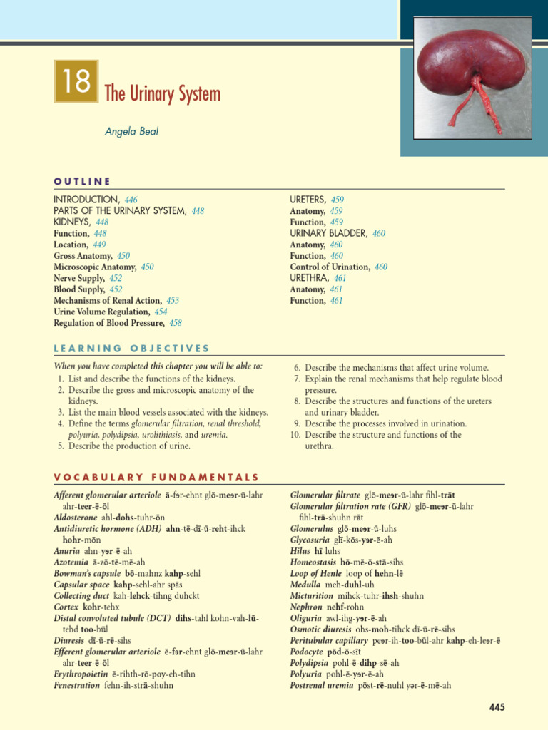 Overview of the Urinary System | PDF | Kidney | Urinary System