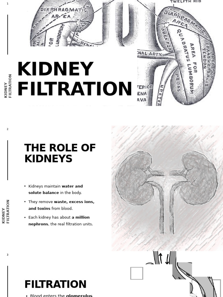 Kidney Filtration | PDF