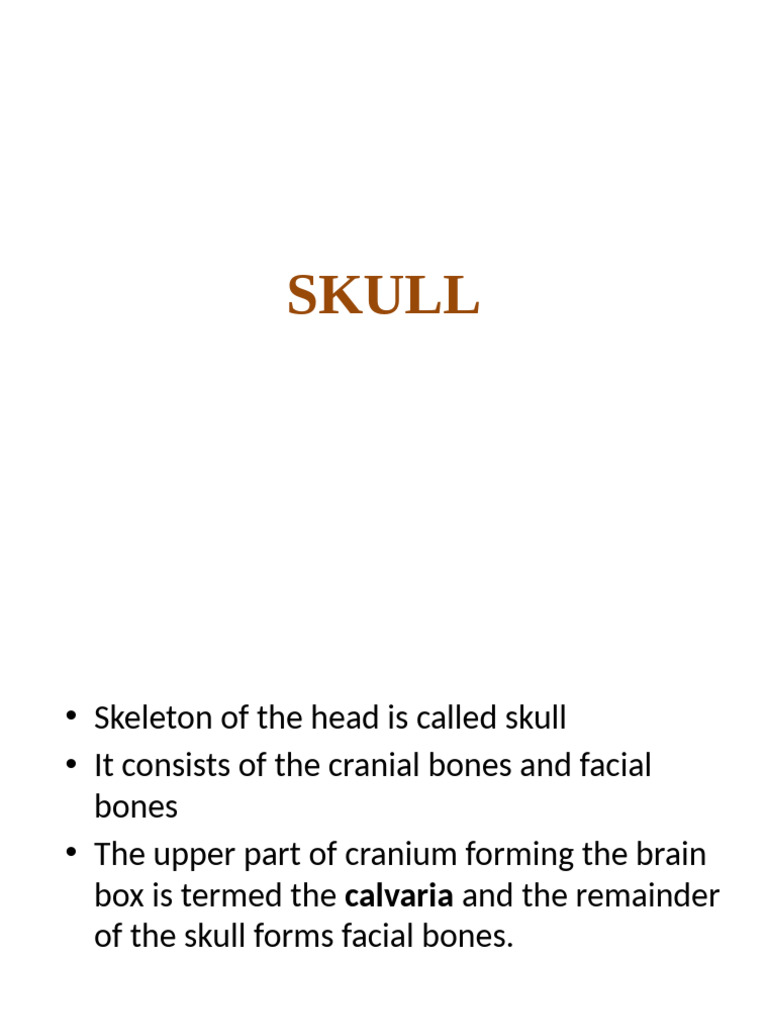 Anatomy and Functions of the Skull | PDF | Skull | Human Nose
