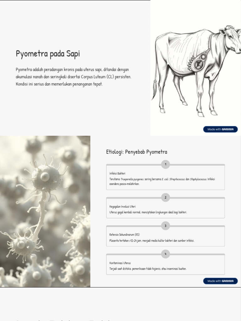 Penyebab dan Terapi Pyometra Sapi | PDF