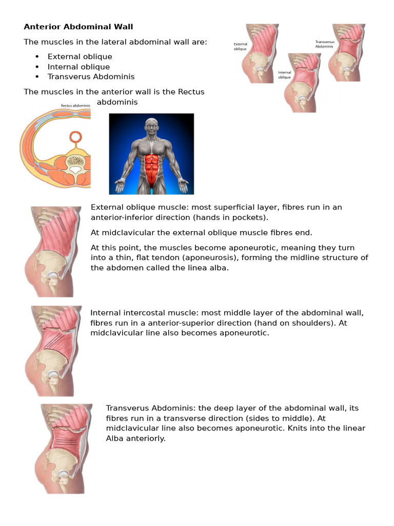 Anatomy of the Anterior Abdominal Wall | PDF | Abdomen | Anatomy