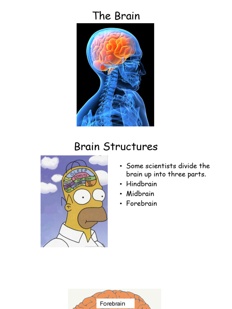 Day 6 - The Brain and Limbic System (1) | PDF