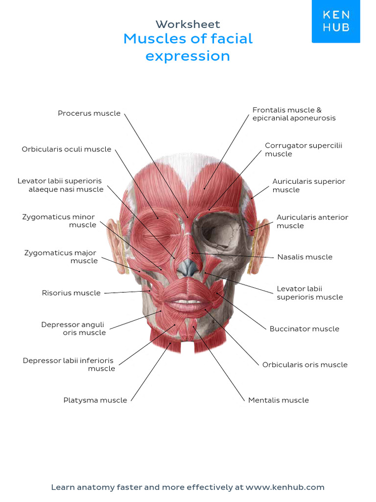 Worksheet Facial Muscles Answers English | PDF